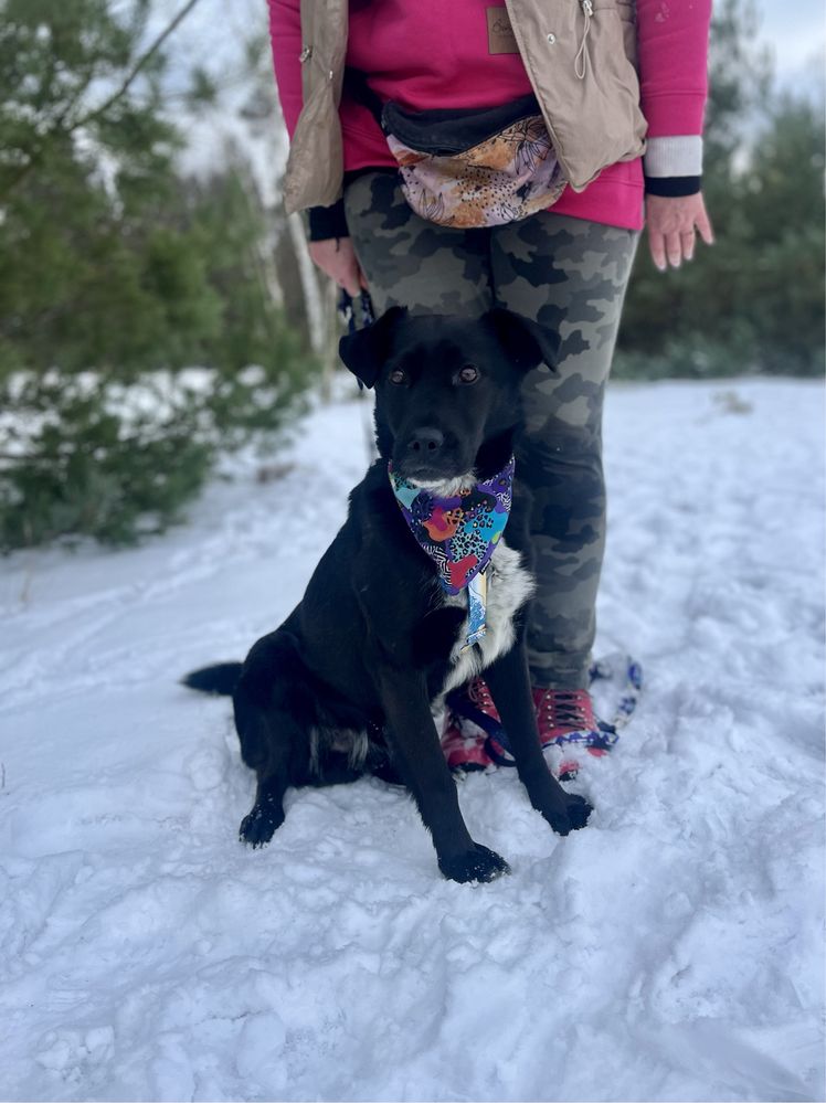 Kayon - mini labrador szuka domu. Adoptuj, pokochaj!