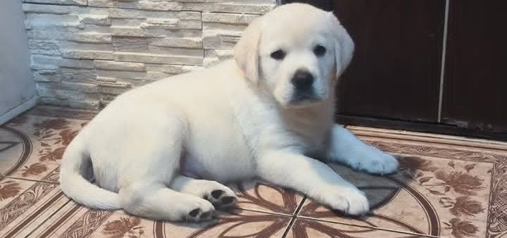 На подарок на день Миколая, новий рік цуценята Лабрадора