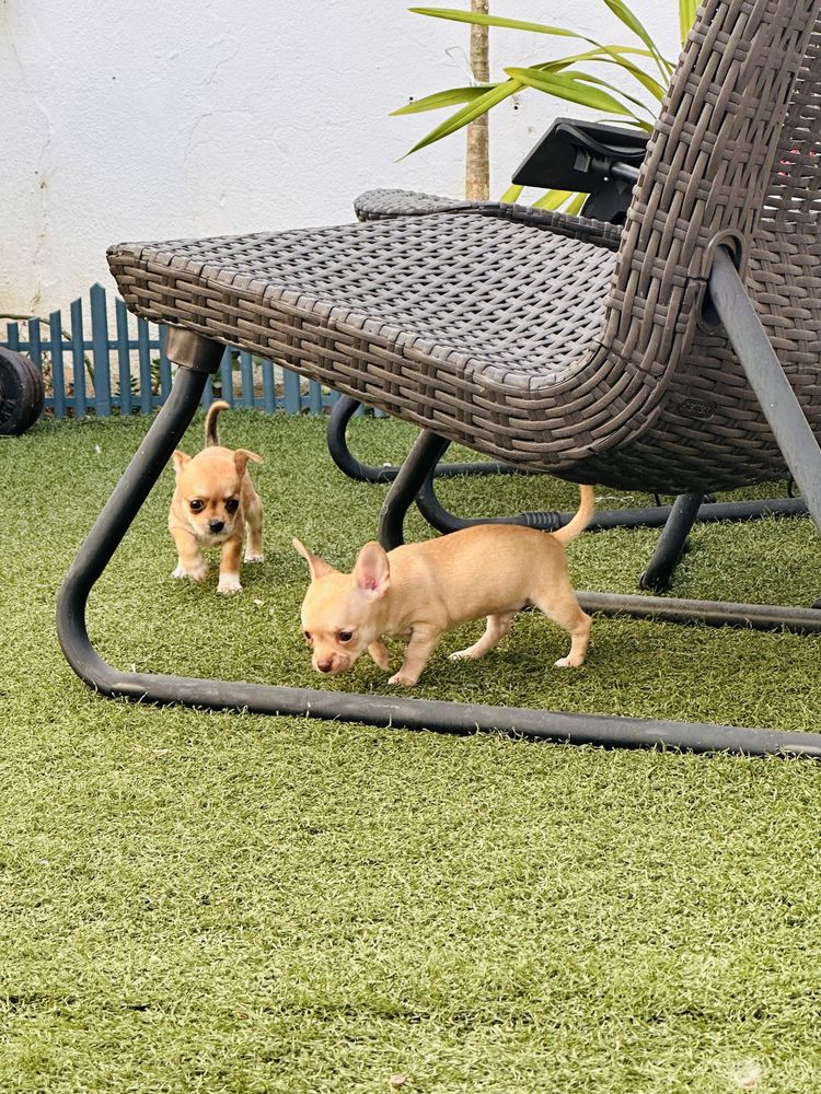 Chihuahua pelo curto
