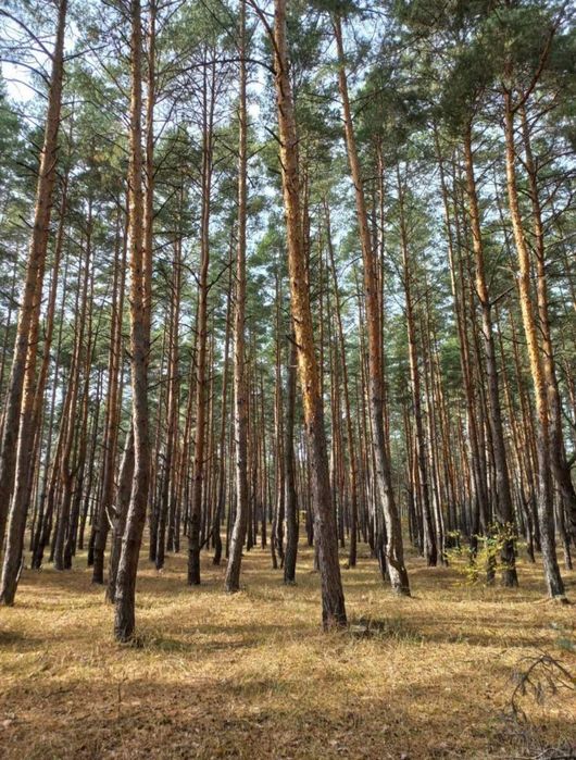 Аренда дома посуточно возле озера, ЧАН, Днепр