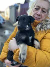 Цуценята в добрі руки