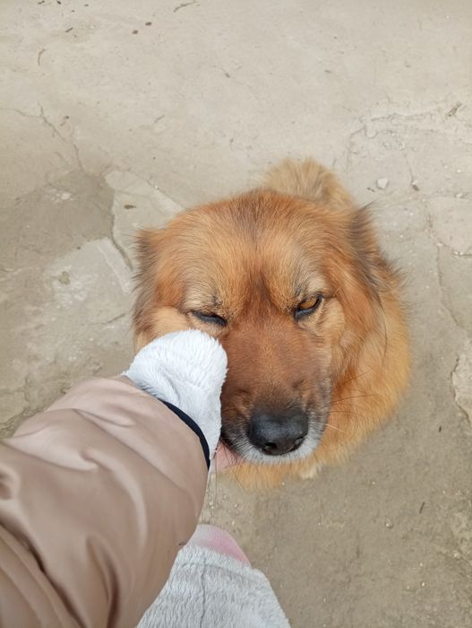 Suczka w typie goldena
