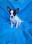 Malutki piesek Chihuahua