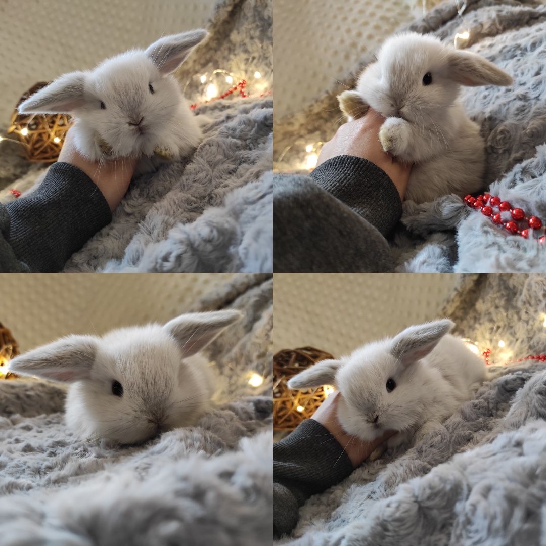 Mini Lop Króliczki Czystej Rasy z WYPRAWKĄ I KSIĄŻECZKĄ ZDROWIA