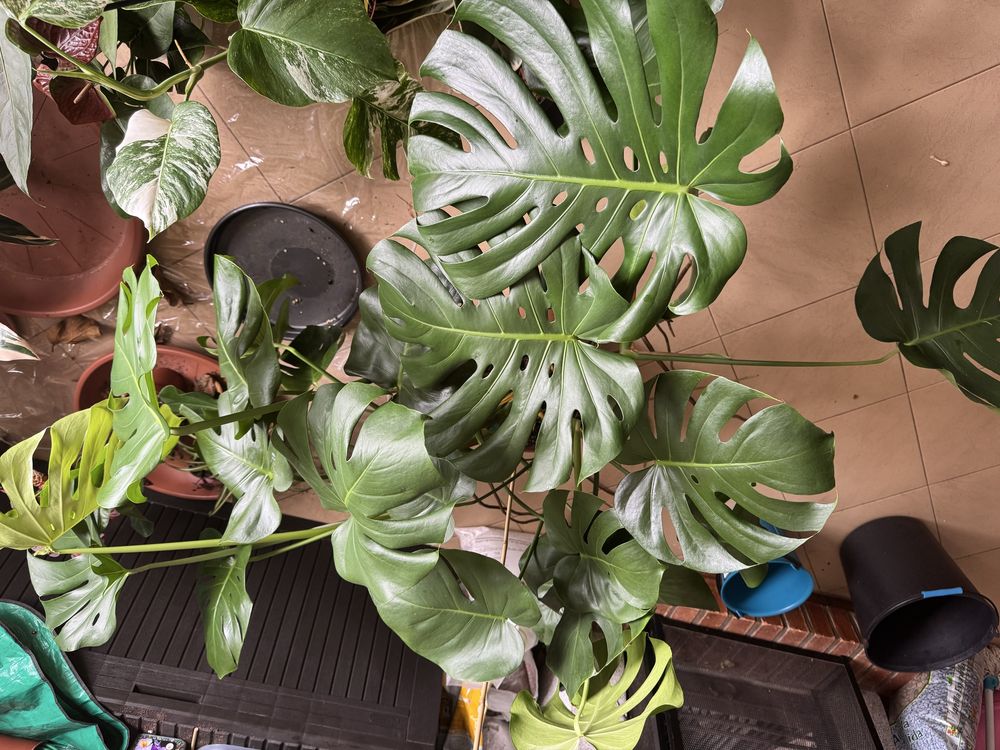 Monstera deliciosa planta