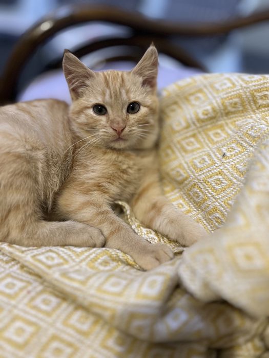 Найкрасивіша кішка з кісточками на вухах