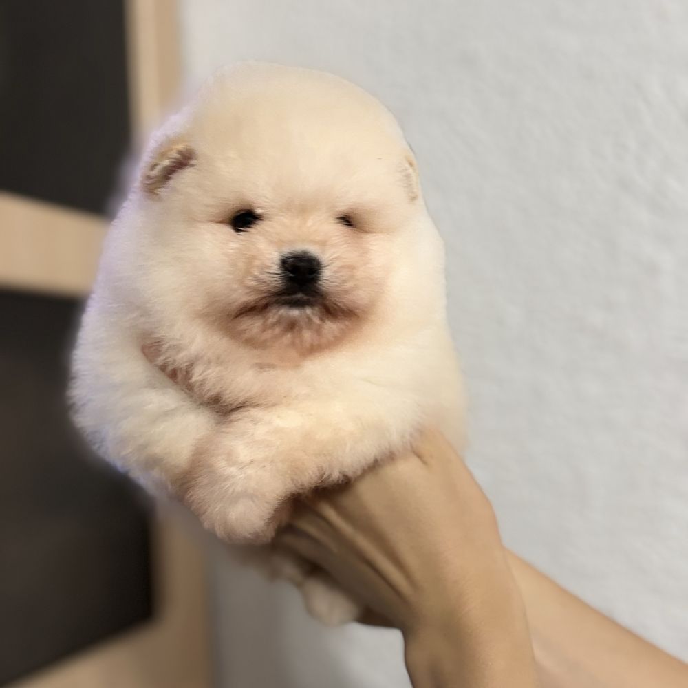 хлопчик шоу класу тип ведмедика