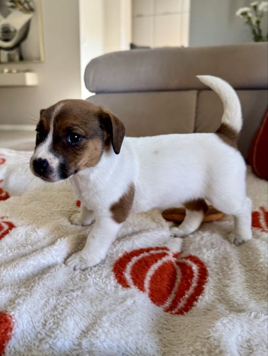 Jack russell terrier suczka