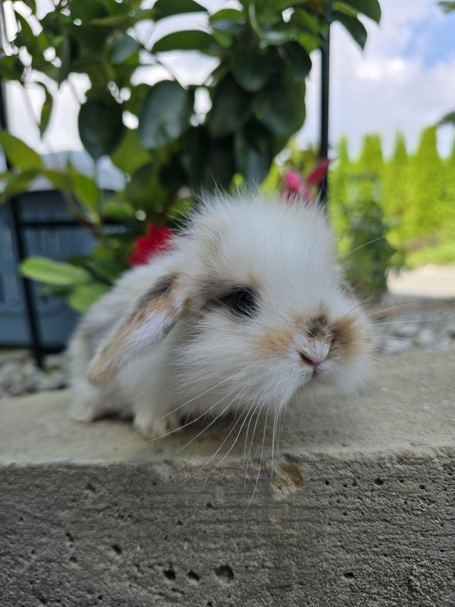 Królik króliczek mini lop tricolor baranek miniaturka