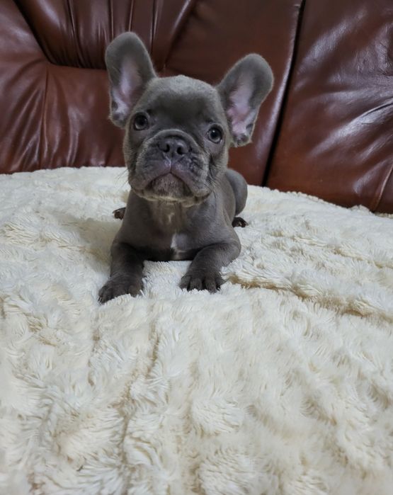 Французький бульдог