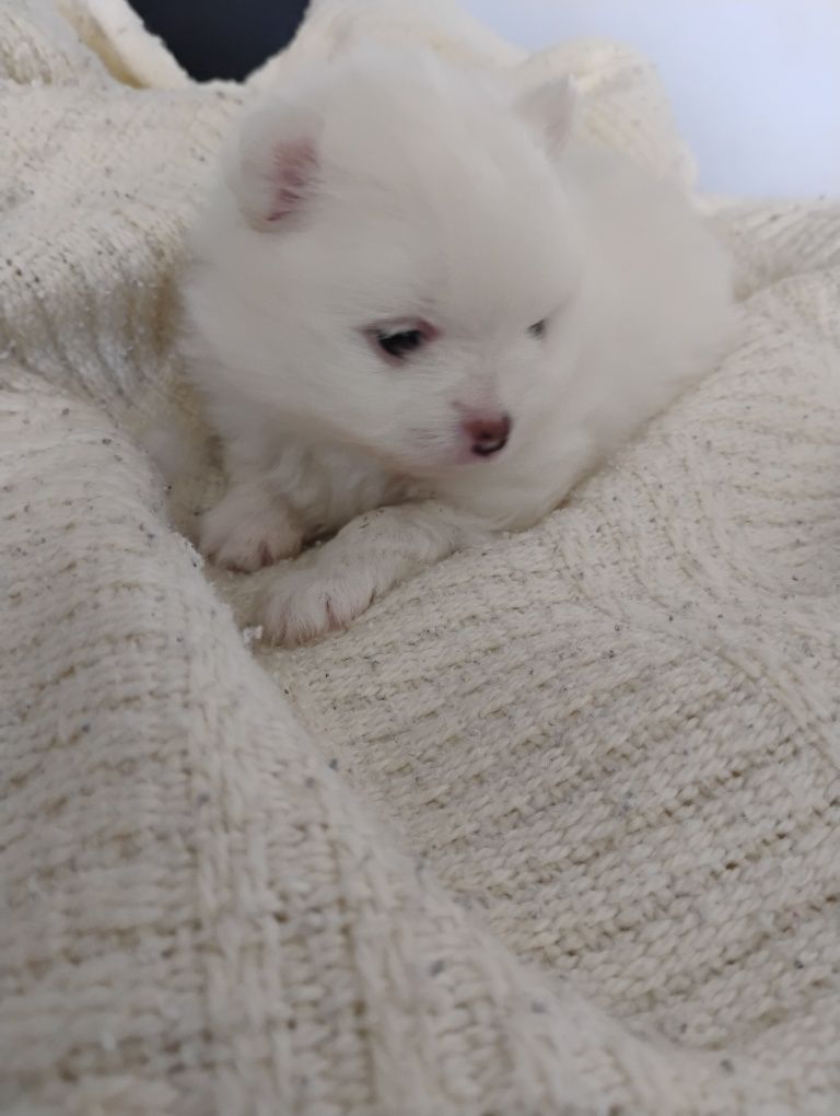Suczka rasy szpic miniaturowy pomeranian, piesek miś