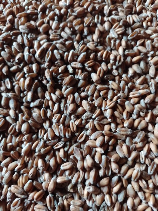 Sprzedam pszenicę zbiór2025