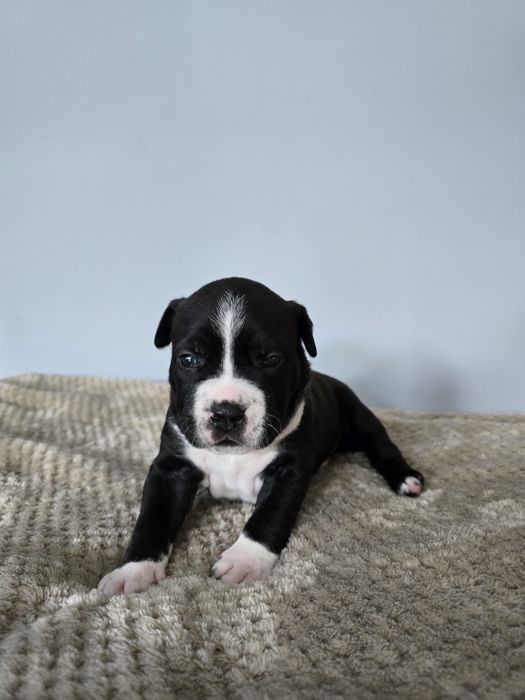 American Staffordshire Terrier FCI samiec