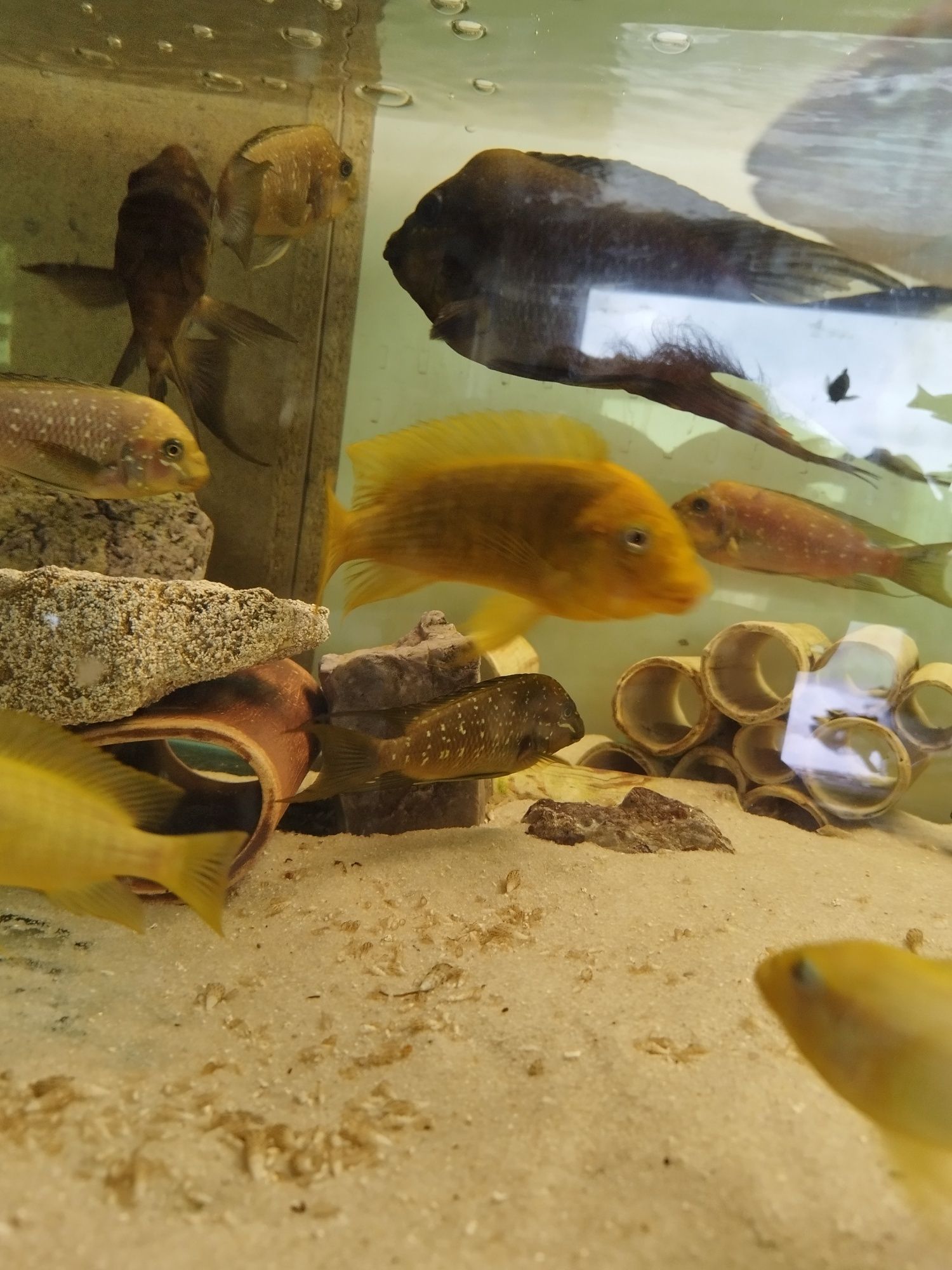 Petrochromis moshi tanganika