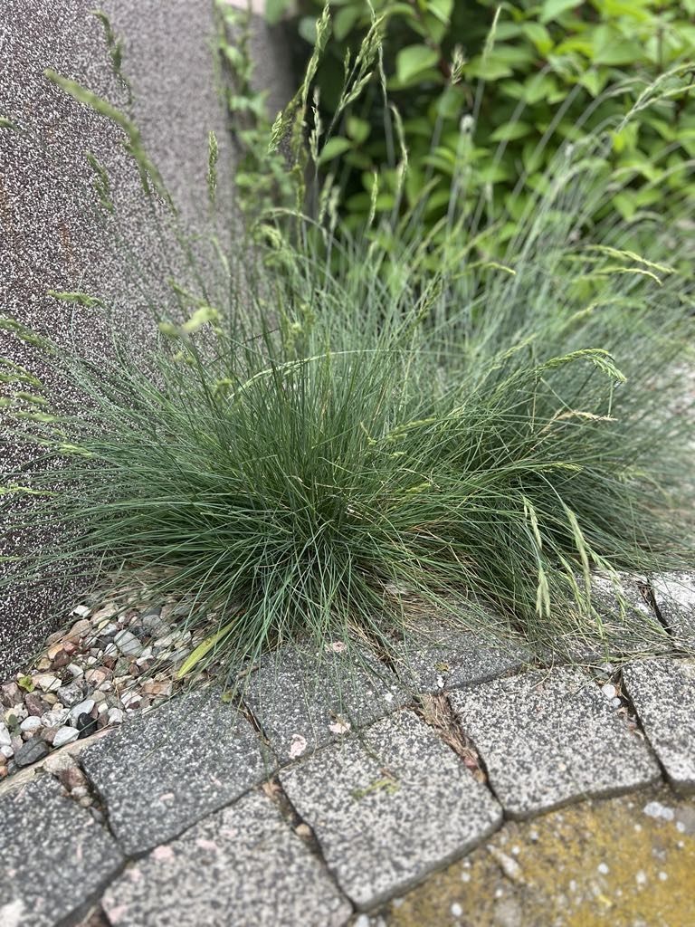 Sprzedam trawy, 3 rodzaje odmian