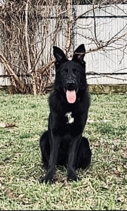 Немецкая овчарка 7 мес.(сука)