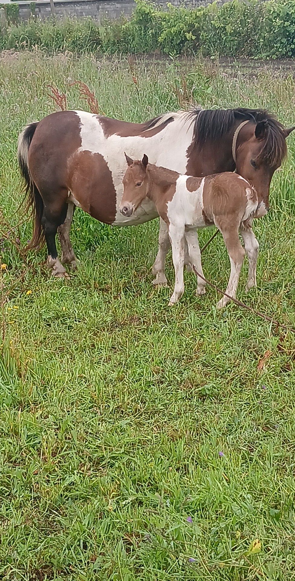 Vendo ponei femia com filho