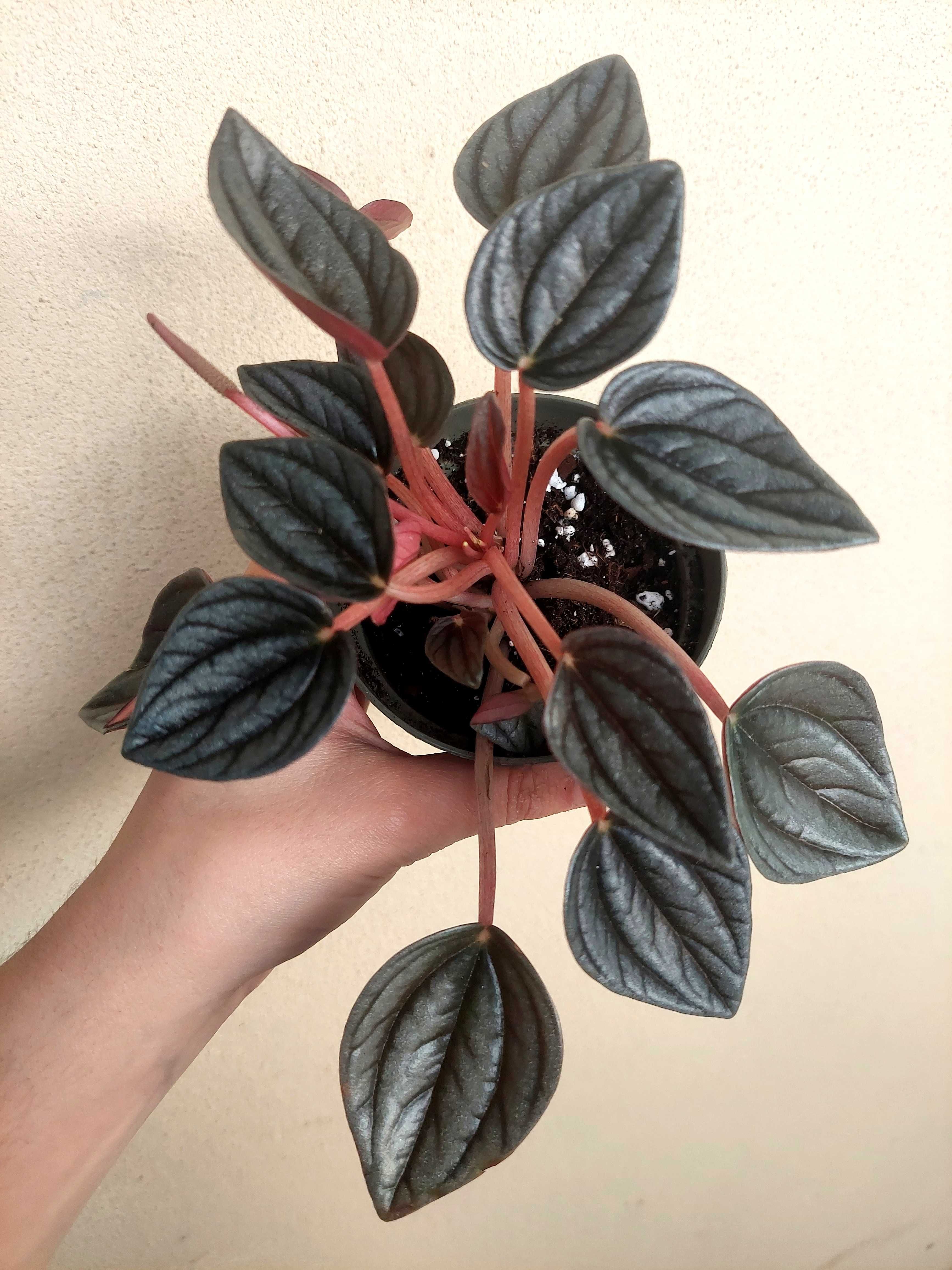 Planta Peperomia Cayenne