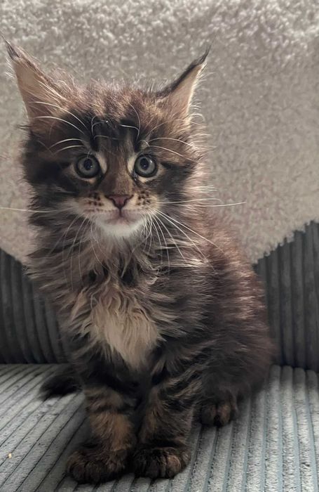 Kocurek XL Maine Coon n 23 linia shaded