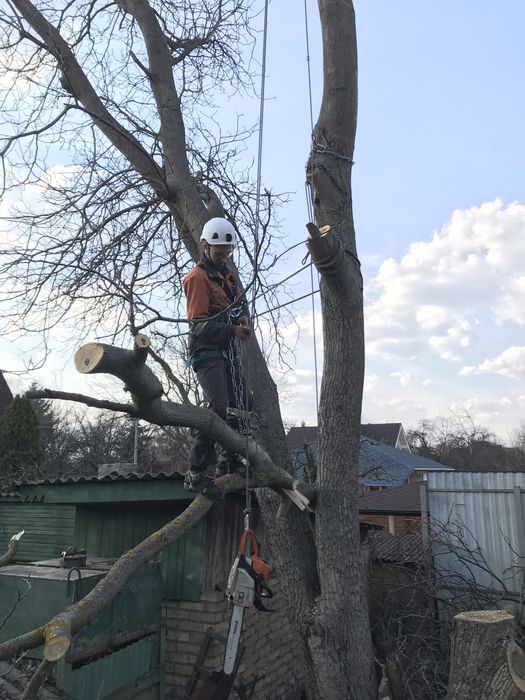 Спил деревьев, обрезка веток, покос травы, дробление веток