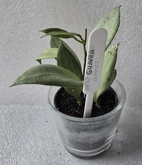 Hoya new guinea ghost