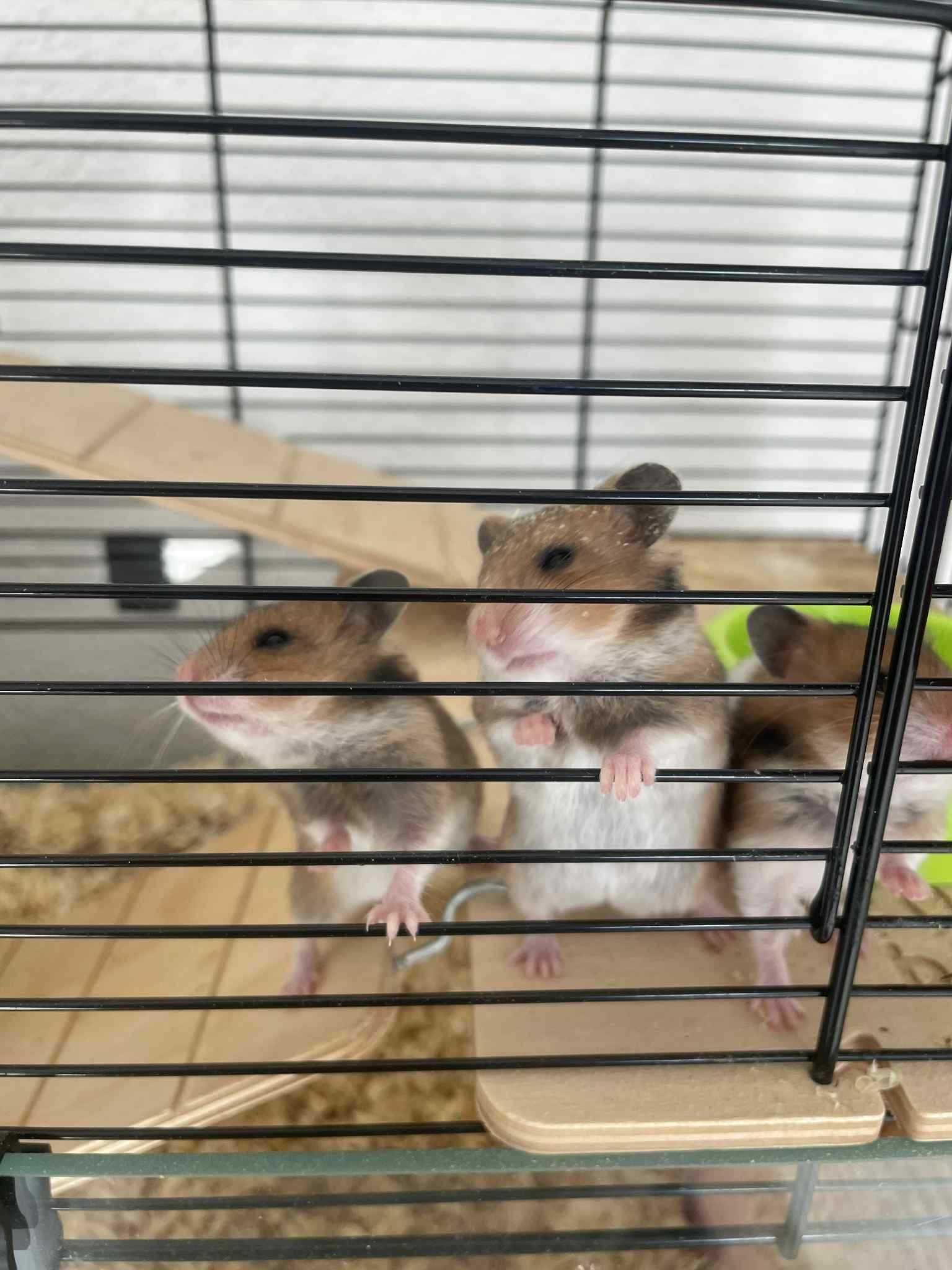 Chomiki syryjskie