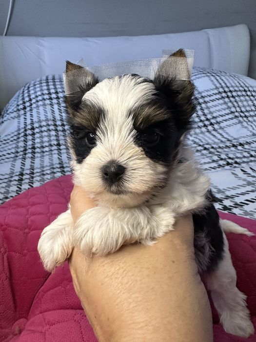 Yorkshire Terrier Biewer