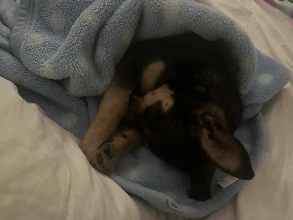 Nela ma 4 miesiące i szuka domu .