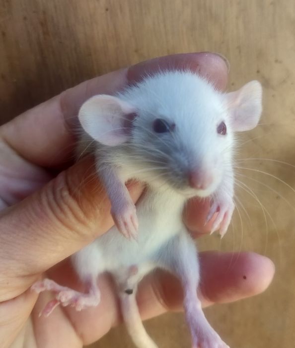 Крысята Дамбо и стандарт