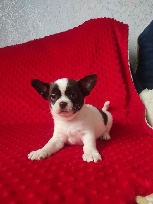 ЧУДО малыш чихуахуа!!!