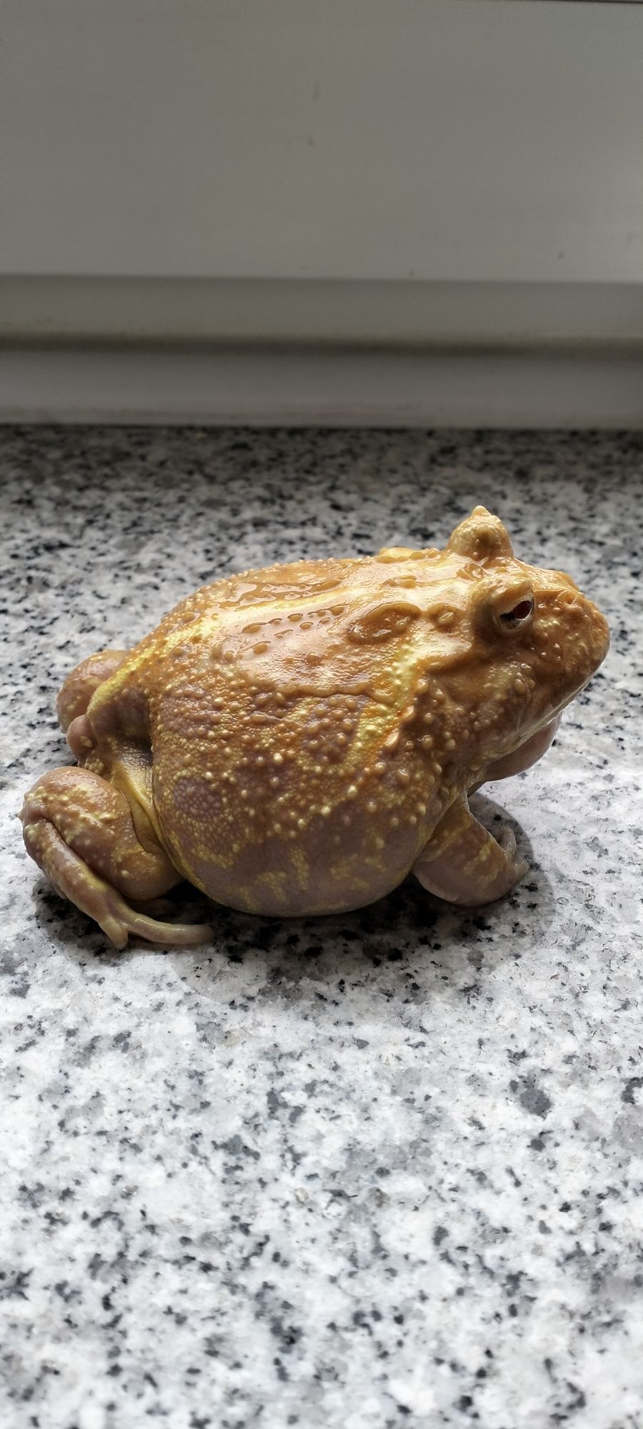 Niedostępna w Polsce odmiana żaby rogatej mutant