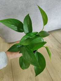 Epi Jade, epipremnum Jade, zielone liście, 2 szt w doniczce