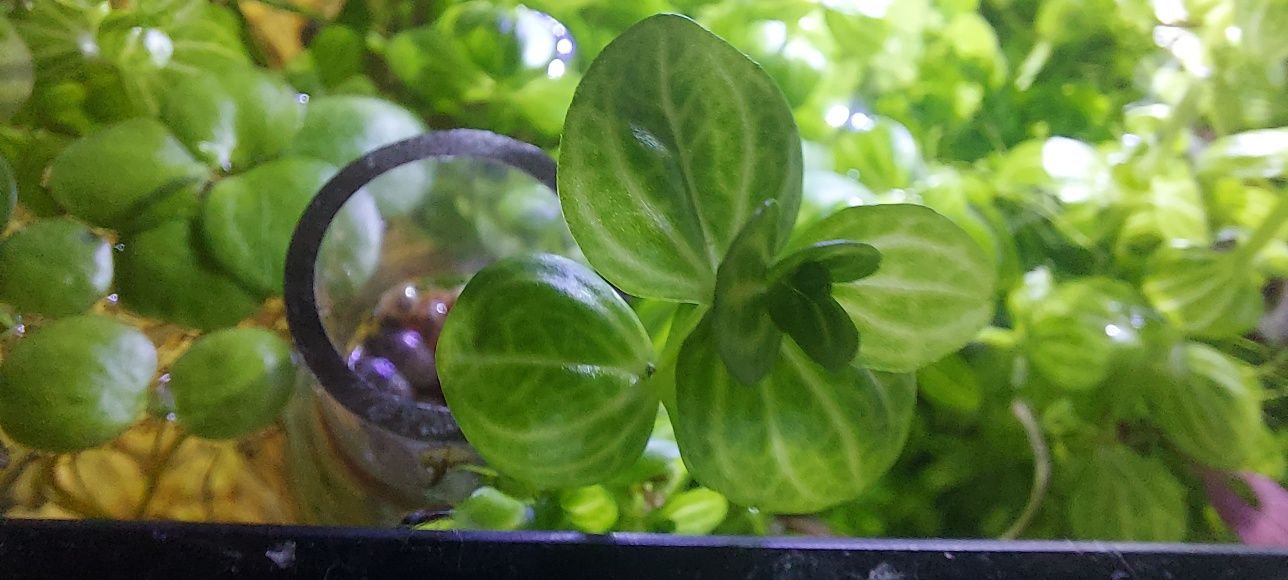 Planta Lindernia rotundifolia para aquário e lago