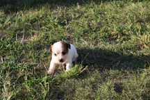 szczeniak Lucky Jack Russell Terrier pochodzenie ZKWP FCI