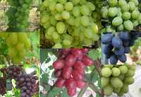 8 winogron z wielkim owocem. Winorośl sadzonki z Winnicy Eden