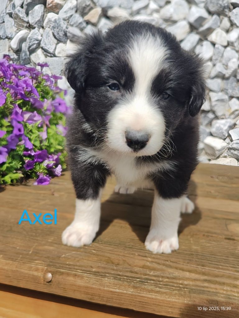 Border collie cudowny piesek, przebadani rodzice