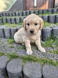 Szczeniak Golden Retriever