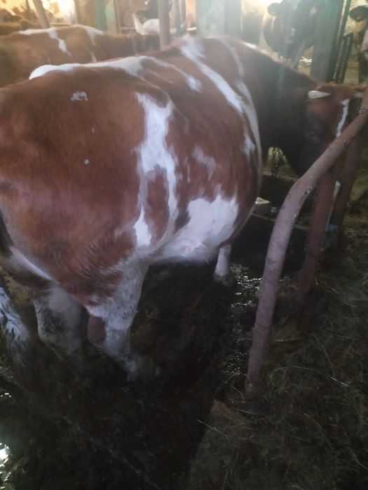 Krowa czerwona z własnego gospodarstwa