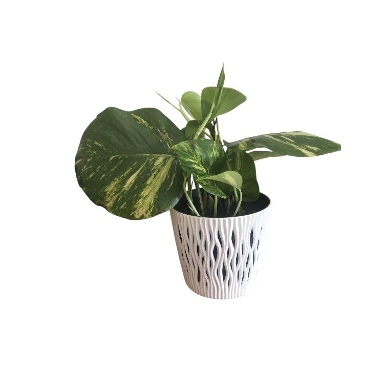 Epipremnum 'Aureum'