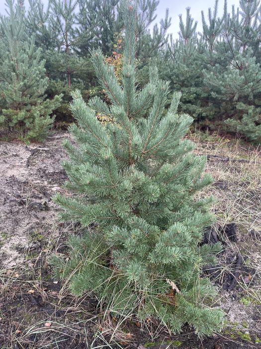 Сосна , ялинка новорічна оптом, звичайна , кримська