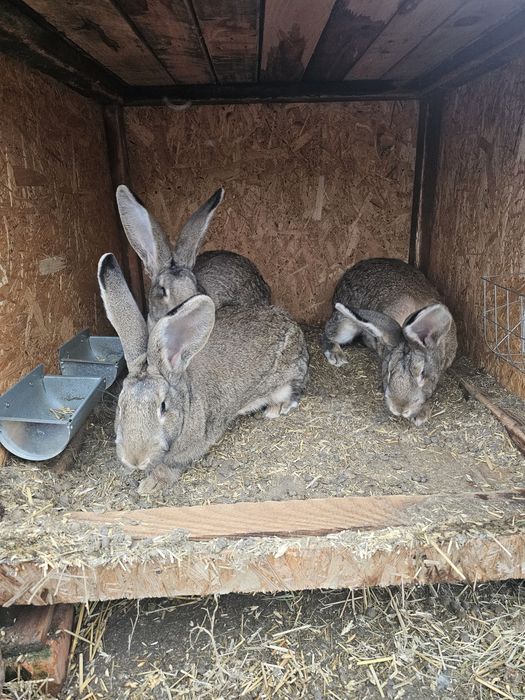 Olbrzym belgijski szary- samice