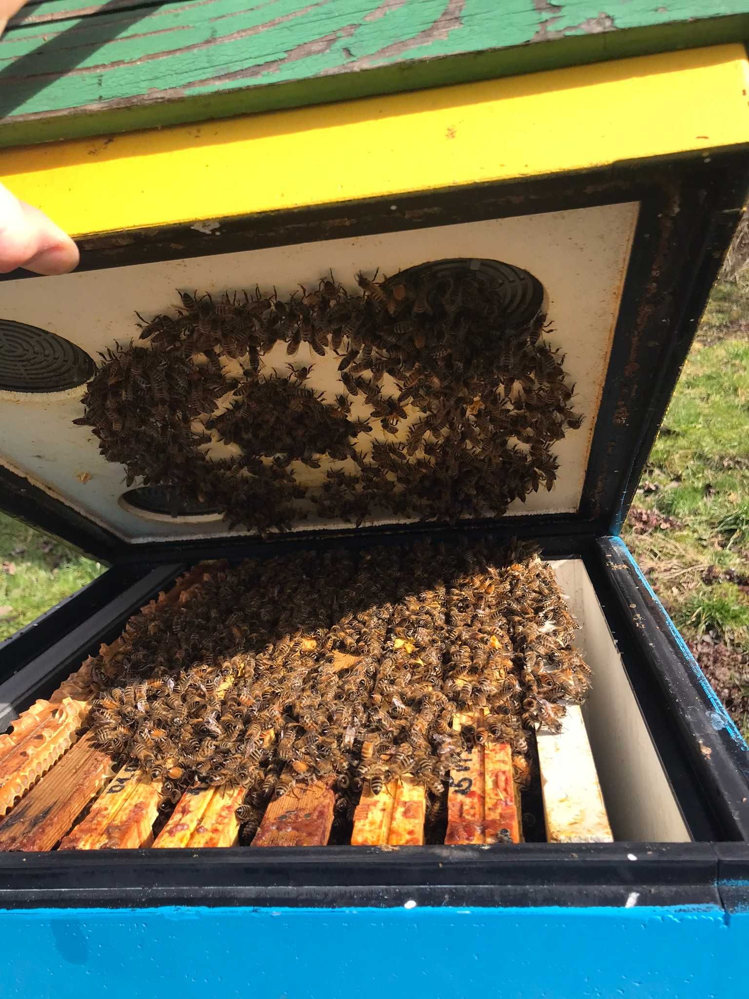 Pszczoły, Odkłady pszczele ramka Wielkopolska