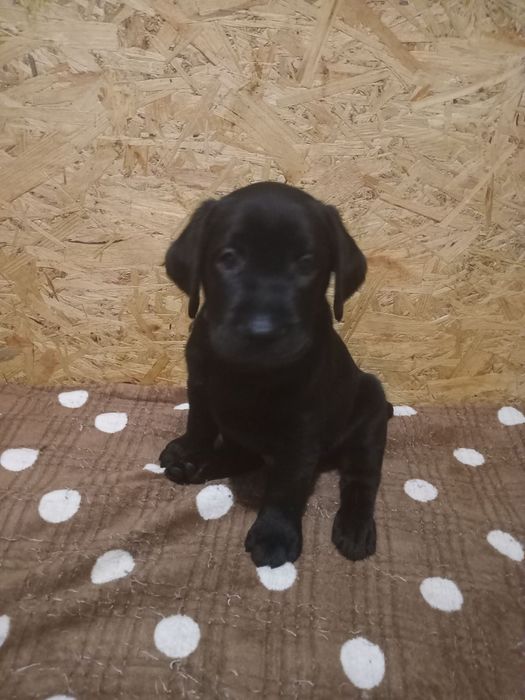 цуценят лабрадора КСУ