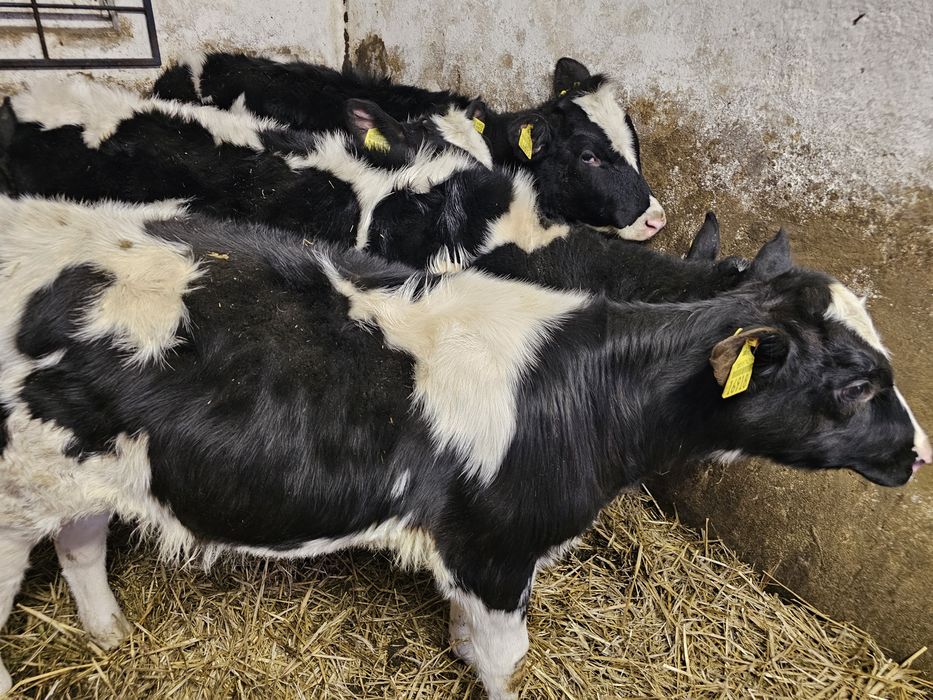 Sprzedam 5 sztuk jałowek odchowane