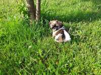 Shih-tzu mini sunia