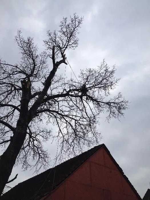 Wycinka i pielęgnacja drzew metodą alpinistyczną, arborystyka