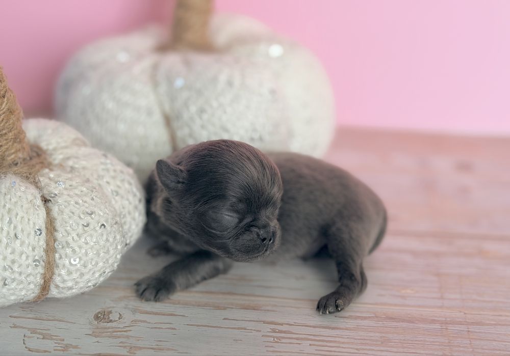 ***Xxs Niebieski mini chłopczyk chihuahua***