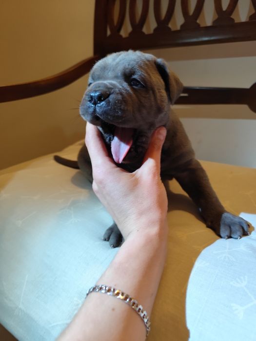 сірий красень з голубими очима