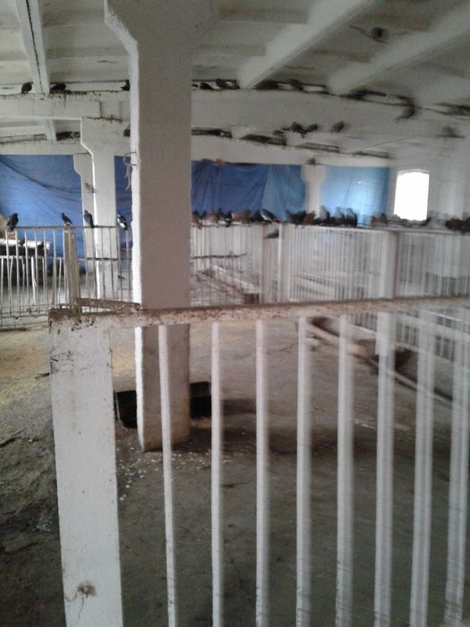 Продам отдельностоящую животноводческую ферму в Криворожском районе