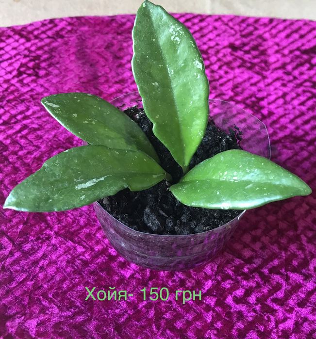 Кімнатні рослини